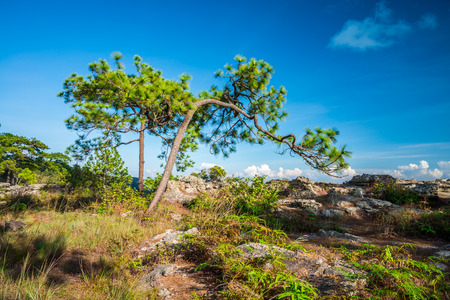 Pine forest - Phukradung national park in Thailandの写真素材