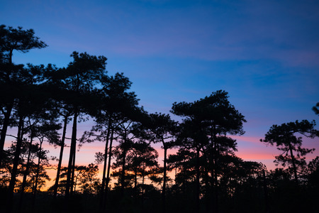 Pine forest in twilight evening - Phukradung national park in Thailandの写真素材