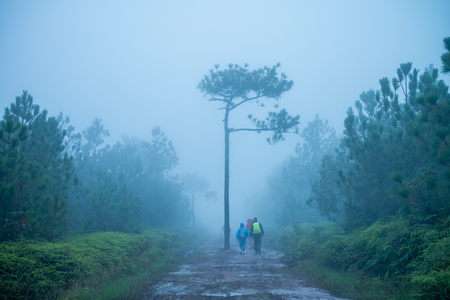 People trekking in pine forest with mist - Phukradung national park in Thailandの写真素材