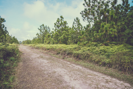 Pine forest in Phukradung national park in Thailand - Vintage toneの写真素材