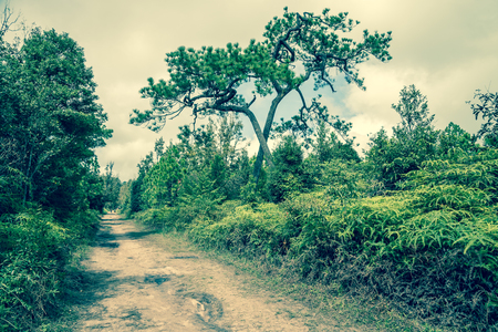 Beautiful pine on the road in Phukradung national park in Thailand - Vintage effect styleの写真素材