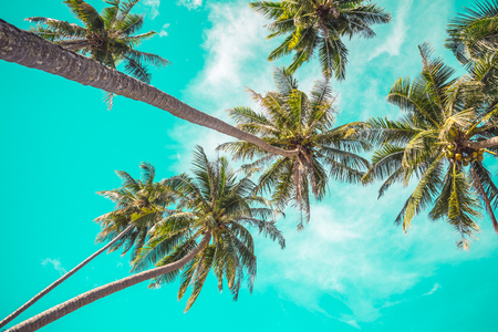 Beautiful coconut palm trees in tropical island - Summer holiday conceptの写真素材