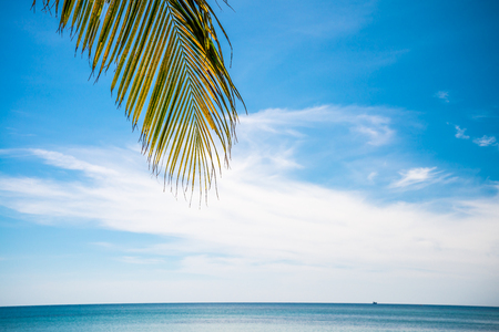 Coconut leaf on beautiful tropical island beach Koh Mak, Trat Thailand - Summer holiday conceptの写真素材