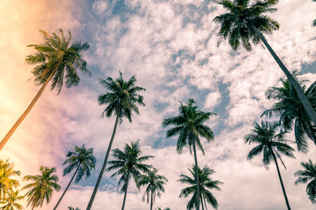 Coconut palm trees farm in Koh Mak island Thailand - Light leak effectの写真素材