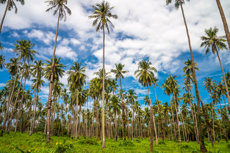 Coconut palm trees farm in Koh Mak island Thailand - Summer holidayの写真素材