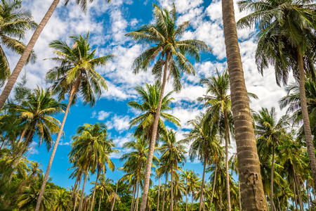 Beautiful coconut palm trees farm in Koh Kood island Thailandの写真素材