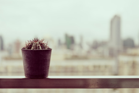 Cactus in pot with cityscape background - Retro filter effectの写真素材