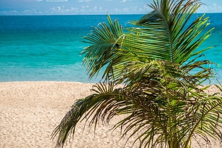 Coconut palm tree in sea beach blue sky in Phuket island Thailandの写真素材