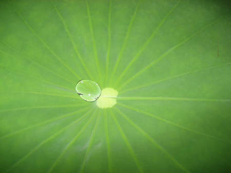 water on Lotus leafの写真素材
