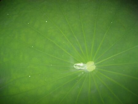 water on Lotus leafの写真素材