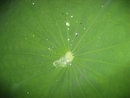 water on Lotus leafの写真素材