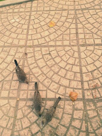 Three birds in parkの素材