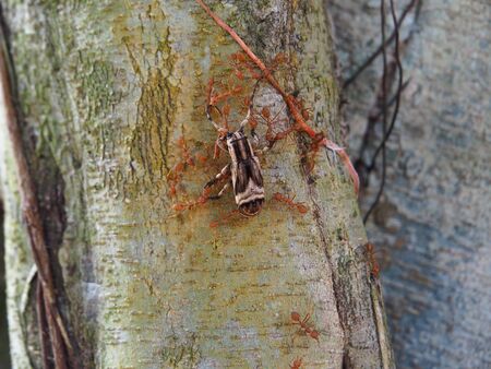 ants move foodの写真素材