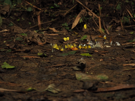 butterfly on ground in forestの写真素材