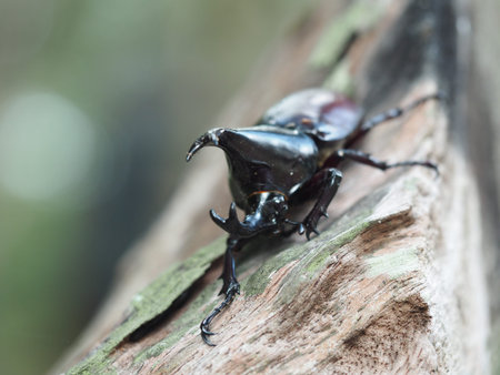 a beetle sleep on dry wood