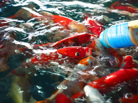 feed fish in Thailandの写真素材