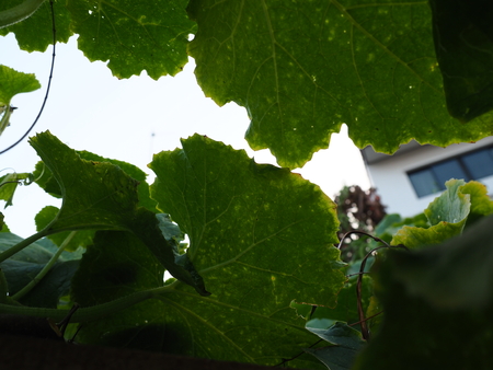 green squash in garden at home, a kind of vegetableの写真素材