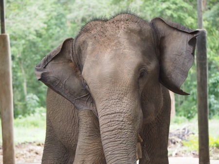 elephant in a hotel in Thailandの写真素材