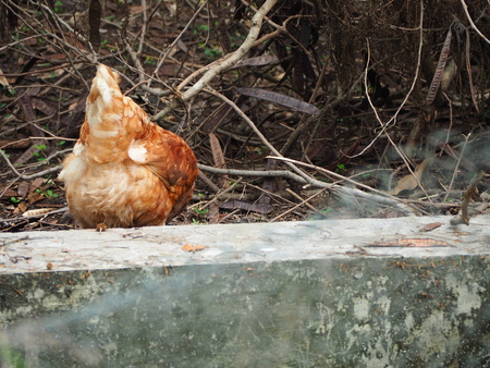 hen in Thai local farmの写真素材