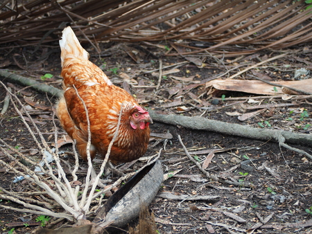 hen in Thai local farmの写真素材