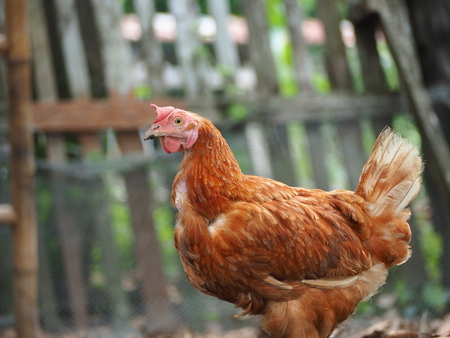 hen in Thai local farmの写真素材