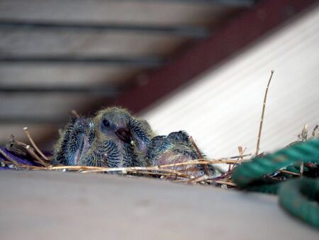 baby rock dove under roof in cityの写真素材