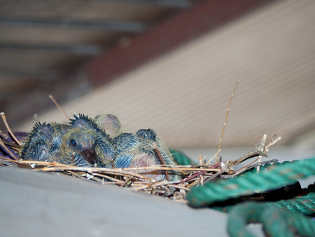 baby rock dove under roof in cityの写真素材
