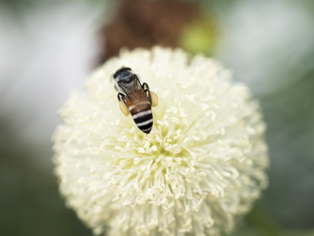 bee and Leucaena flower in a gardenの写真素材