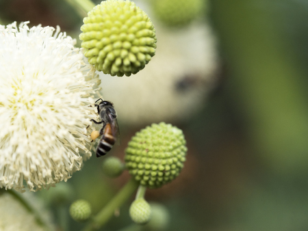 bee and Leucaena flower in a gardenの写真素材