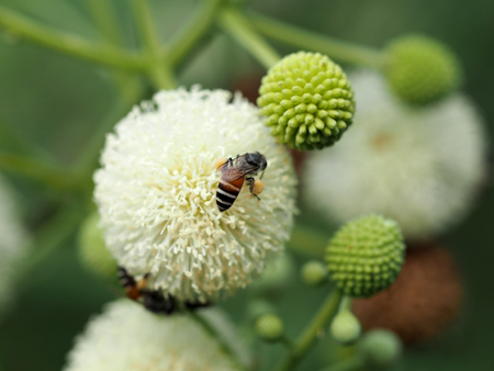 bee and Leucaena flower in a gardenの写真素材