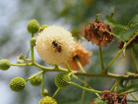 bee and Leucaena flower in a gardenの写真素材