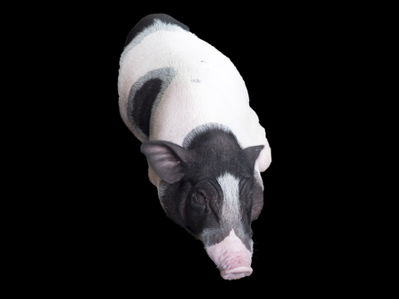 sleeping pig on black background . with pathの写真素材