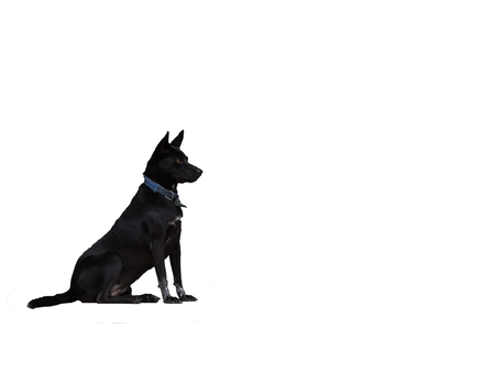 black dogの写真素材