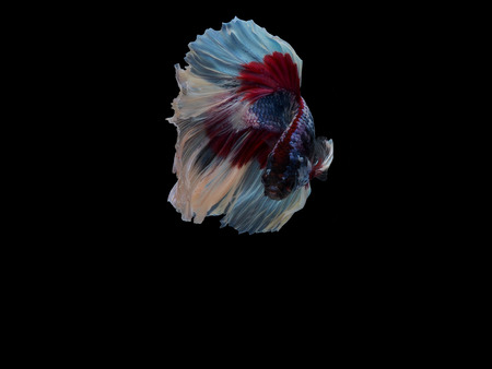 Thai fighting fishの写真素材