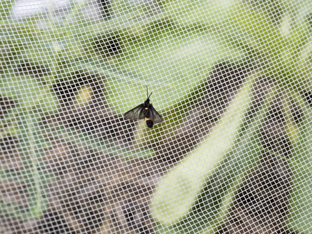 a moth in vegetable garden is protect by netの写真素材