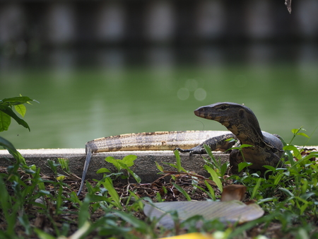 little water monitor looking something to eat  in big cityの写真素材