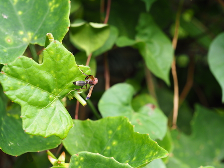 hornet on  ivy gourd leafの写真素材