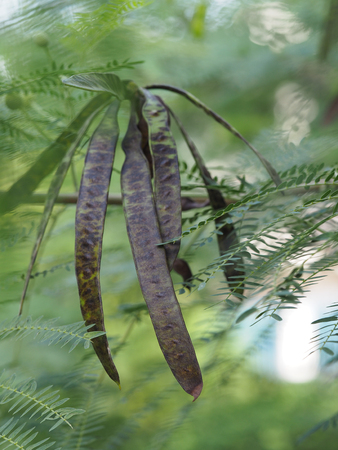 Leucaena leucocepphalaの写真素材