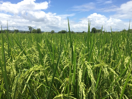 local Thai jasmine rice field before harvestの写真素材