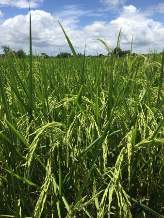 local Thai jasmine rice field before harvestの写真素材