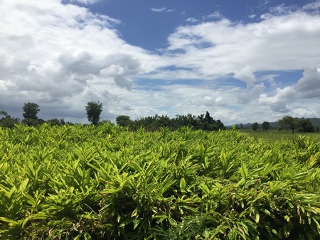 young Thai galangal before harvest in Thailandの写真素材