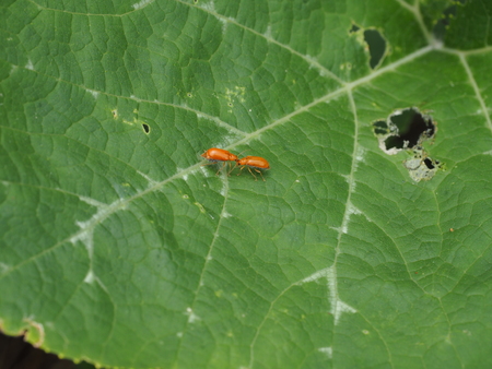 two red cucurbit leaf beetles on leafの写真素材