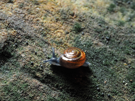 brown little snail on old logの写真素材