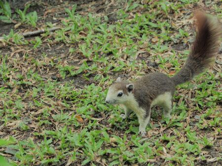 gray squirrel in parkの写真素材