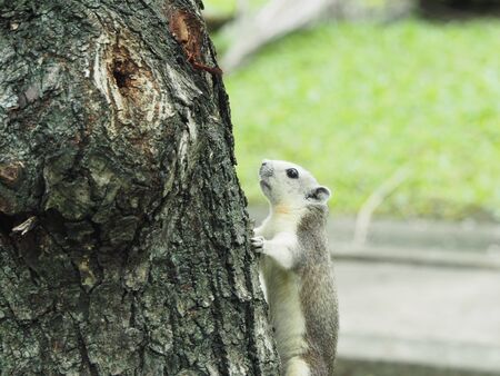 Gray squirrel in parkの写真素材