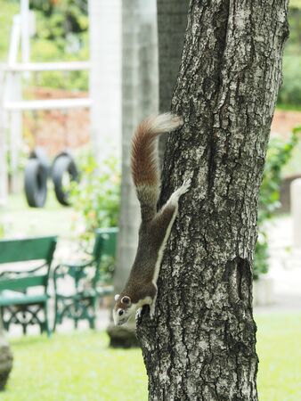Gray squirrel in parkの写真素材