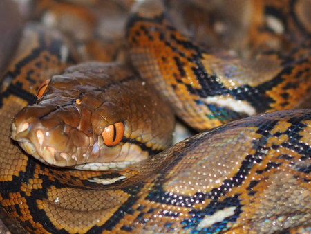 eye of python the big hunter