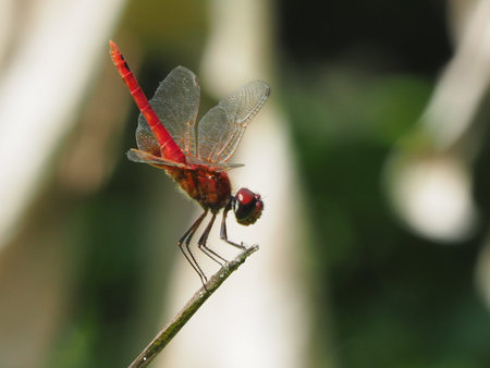 dragonfly in garden