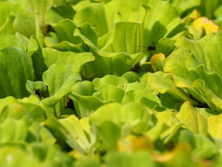 Water lettuce floating on water under sunshineの写真素材