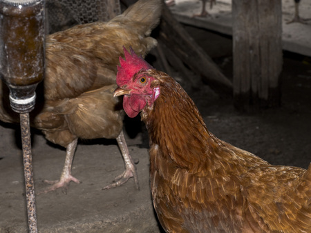 hen in local farmの写真素材